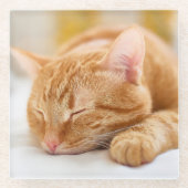 最も可愛い赤ん坊の動物 |ジンジャー猫の眠り ガラスコースター (正面)