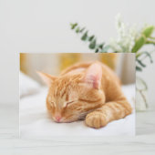 最も可愛い赤ん坊の動物 |ジンジャー猫の眠り サンキューカード (スタンド正面)