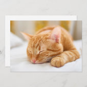 最も可愛い赤ん坊の動物 |ジンジャー猫の眠り サンキューカード (正面/裏面)