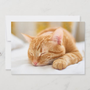 最も可愛い赤ん坊の動物 ジンジャー猫の眠り サンキューカード