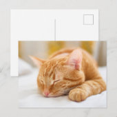 最も可愛い赤ん坊の動物 |ジンジャー猫の眠り ポストカード (正面/裏面)