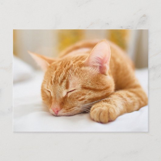 最も可愛い赤ん坊の動物 |ジンジャー猫の眠り ポストカード (正面)
