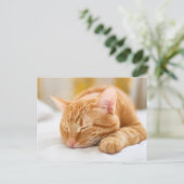 最も可愛い赤ん坊の動物 |ジンジャー猫の眠り ポストカード (スタンド正面)