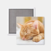 最も可愛い赤ん坊の動物 |ジンジャー猫の眠り マグネット (正面/裏面)