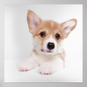 最も可愛い赤ん坊の動物 |スウィートベビーコルギ ポスター (正面)