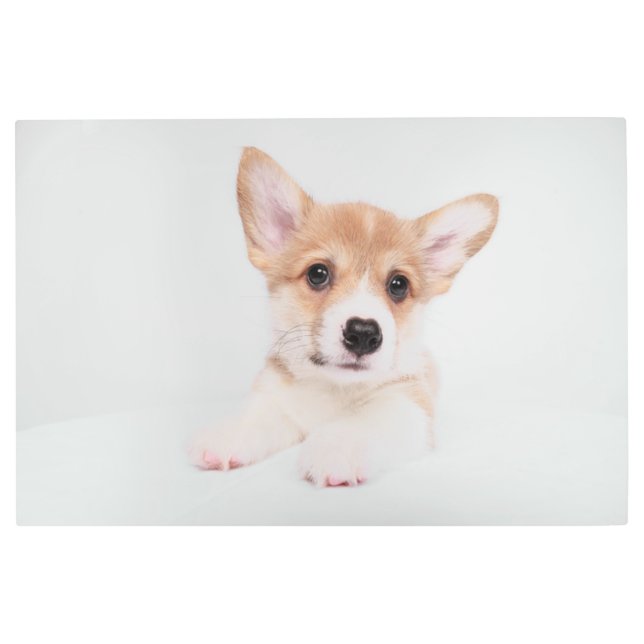 最も可愛い赤ん坊の動物 |スウィートベビーコルギ メタルプリント (正面)