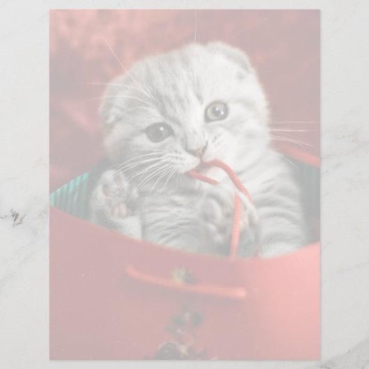 最も可愛い赤ん坊の動物 |スコティッシュフォールドキットン (正面)