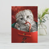 最も可愛い赤ん坊の動物 |スコティッシュフォールドキットン サンキューカード (スタンド正面)