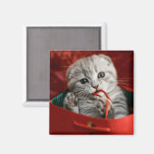最も可愛い赤ん坊の動物 |スコティッシュフォールドキットン マグネット (正面/裏面)
