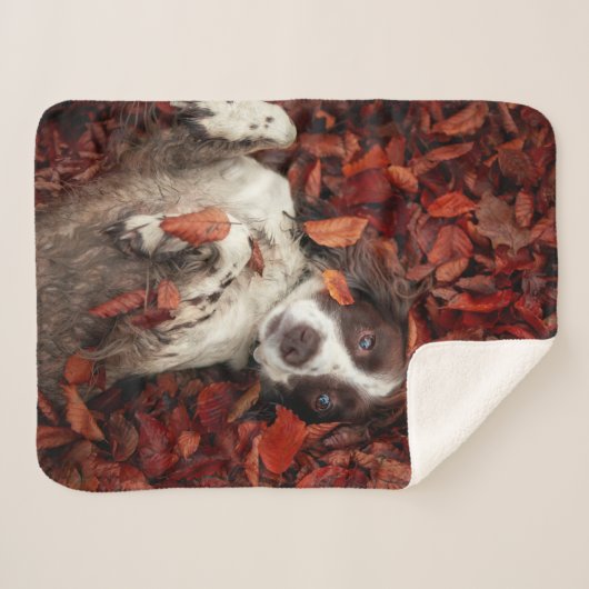 最も可愛い赤ん坊の動物 |スパニエル犬(紅葉) シェルパブランケット (正面(横))