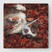最も可愛い赤ん坊の動物 |スパニエル犬(紅葉) スクエア壁時計 (正面)