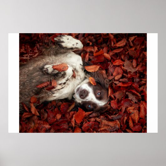 最も可愛い赤ん坊の動物 |スパニエル犬(紅葉) ポスター (正面)