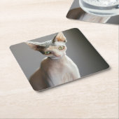 最も可愛い赤ん坊の動物 |スフィンクス猫 スクエアペーパーコースター (アングル)