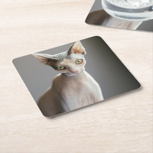 最も可愛い赤ん坊の動物 |スフィンクス猫 スクエアペーパーコースター (アングル)