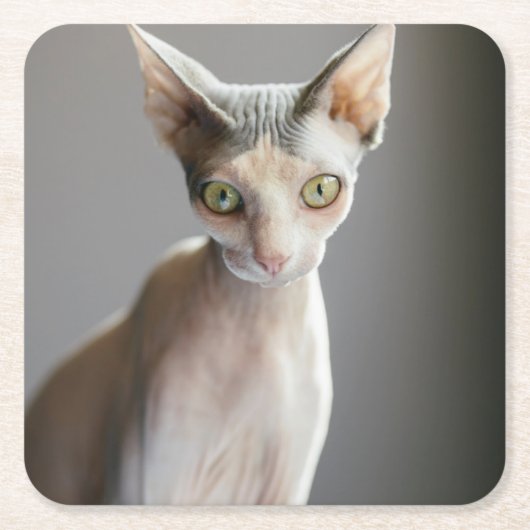 最も可愛い赤ん坊の動物 |スフィンクス猫 スクエアペーパーコースター (正面)