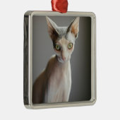 最も可愛い赤ん坊の動物 |スフィンクス猫 メタルオーナメント (右)