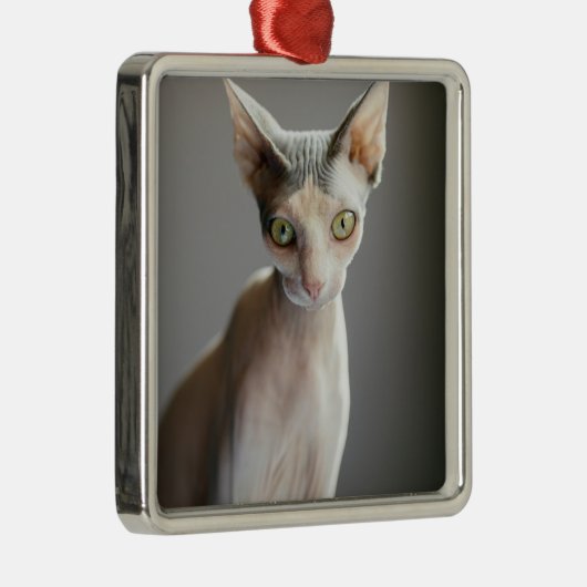 最も可愛い赤ん坊の動物 |スフィンクス猫 メタルオーナメント (右)