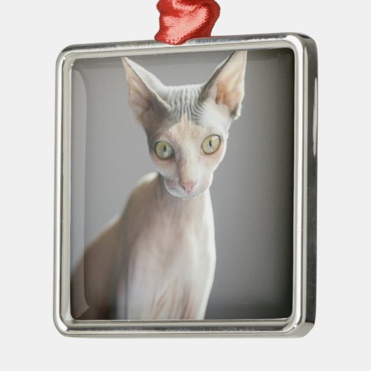 最も可愛い赤ん坊の動物 |スフィンクス猫 メタルオーナメント (左)