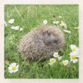 最も可愛い赤ん坊の動物 | スペインの Hedgehog ガラスコースター (正面)