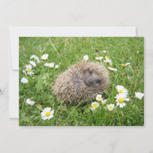 最も可愛い赤ん坊の動物 スペインの Hedgehog サンキューカード