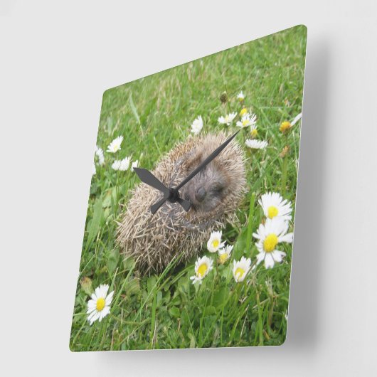 最も可愛い赤ん坊の動物 | スペインの Hedgehog スクエア壁時計 (傾斜)
