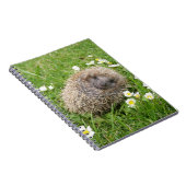 最も可愛い赤ん坊の動物 | スペインの Hedgehog ノートブック (右側)