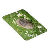 最も可愛い赤ん坊の動物 | スペインの Hedgehog マグネット (右側)