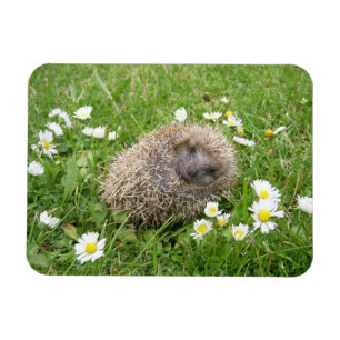 最も可愛い赤ん坊の動物 スペインの Hedgehog マグネット