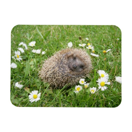最も可愛い赤ん坊の動物 | スペインの Hedgehog マグネット (横)