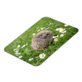 最も可愛い赤ん坊の動物 | スペインの Hedgehog マグネット (左側)