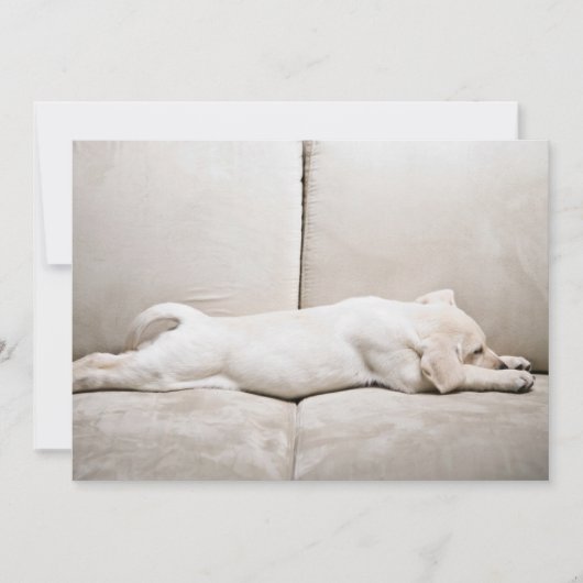 最も可愛い赤ん坊の動物 |スリーピーイエローラブラドール子犬 サンキューカード (正面)