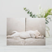 最も可愛い赤ん坊の動物 |スリーピーイエローラブラドール子犬 サンキューカード (スタンド正面)