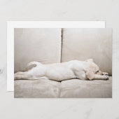 最も可愛い赤ん坊の動物 |スリーピーイエローラブラドール子犬 サンキューカード (正面/裏面)