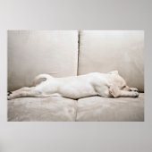 最も可愛い赤ん坊の動物 |スリーピーイエローラブラドール子犬 ポスター (正面)