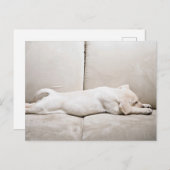 最も可愛い赤ん坊の動物 |スリーピーイエローラブラドール子犬 ポストカード (正面/裏面)