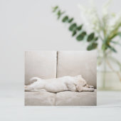 最も可愛い赤ん坊の動物 |スリーピーイエローラブラドール子犬 ポストカード (スタンド正面)