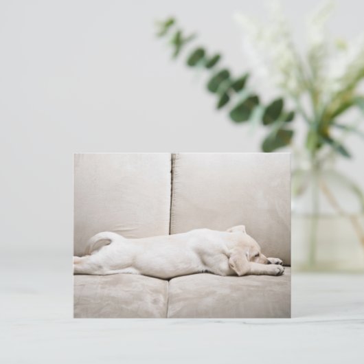 最も可愛い赤ん坊の動物 |スリーピーイエローラブラドール子犬 ポストカード (スタンド正面)