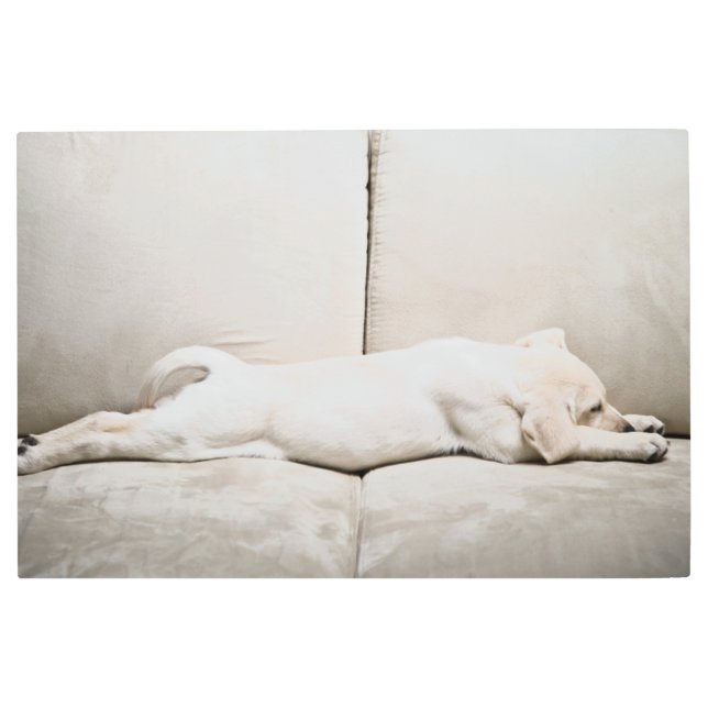 最も可愛い赤ん坊の動物 |スリーピーイエローラブラドール子犬 メタルプリント (正面)