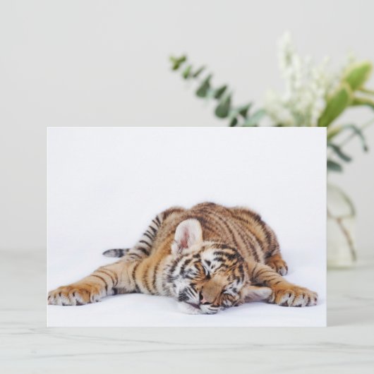 最も可愛い赤ん坊の動物 |スリーピーベビータイガーカッブ サンキューカード (スタンド正面)
