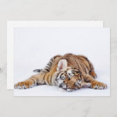 最も可愛い赤ん坊の動物 |スリーピーベビータイガーカッブ サンキューカード (正面/裏面)
