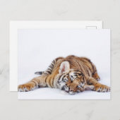 最も可愛い赤ん坊の動物 |スリーピーベビータイガーカッブ ポストカード (正面/裏面)