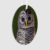 最も可愛い赤ん坊の動物 |タウニーフクロウ オーナメント (正面)