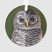 最も可愛い赤ん坊の動物 |タウニーフクロウ オーナメント (裏面)