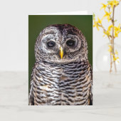最も可愛い赤ん坊の動物 |タウニーフクロウ カード (黄色い花)