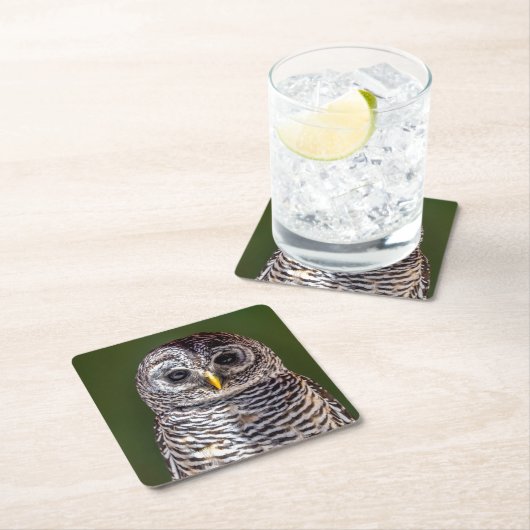 最も可愛い赤ん坊の動物 |タウニーフクロウ スクエアペーパーコースター (インサイチュ)