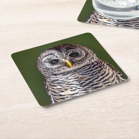 最も可愛い赤ん坊の動物 |タウニーフクロウ スクエアペーパーコースター (アングル)