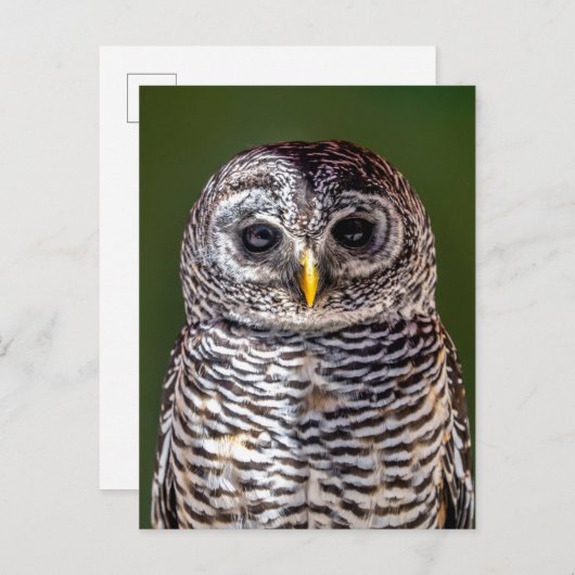 最も可愛い赤ん坊の動物 |タウニーフクロウ ポストカード (正面/裏面)