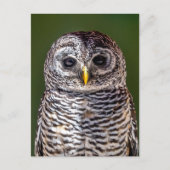 最も可愛い赤ん坊の動物 |タウニーフクロウ ポストカード (正面)