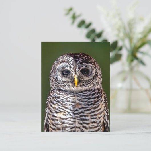 最も可愛い赤ん坊の動物 |タウニーフクロウ ポストカード (スタンド正面)