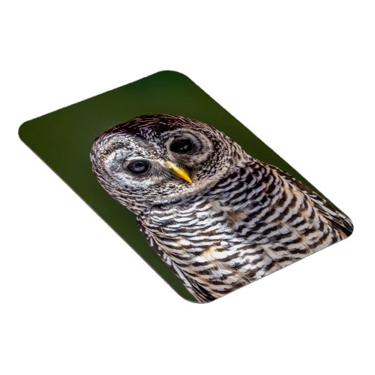 最も可愛い赤ん坊の動物 |タウニーフクロウ マグネット (右側)